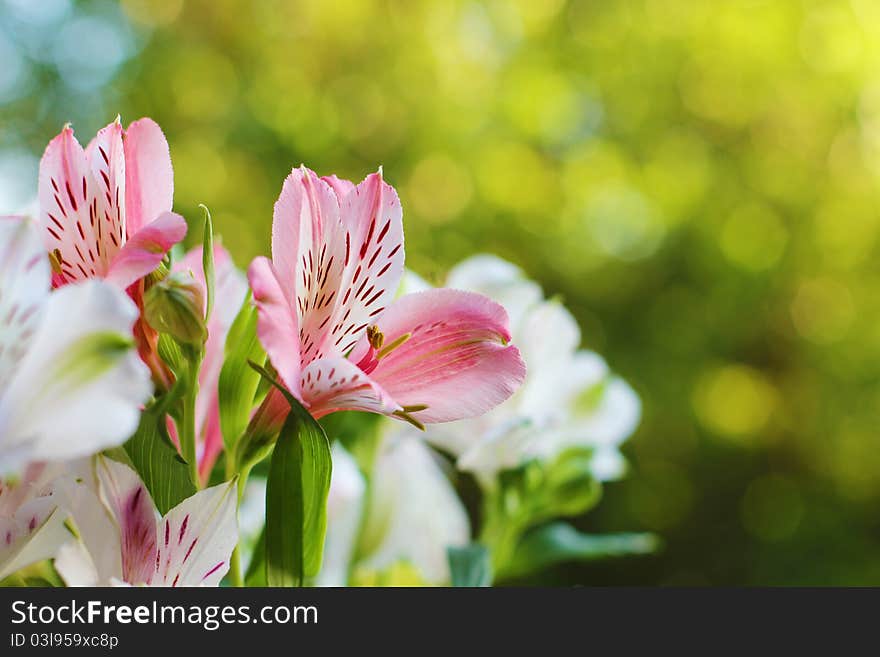 A bouquet of alstroemerias on the background of of trees