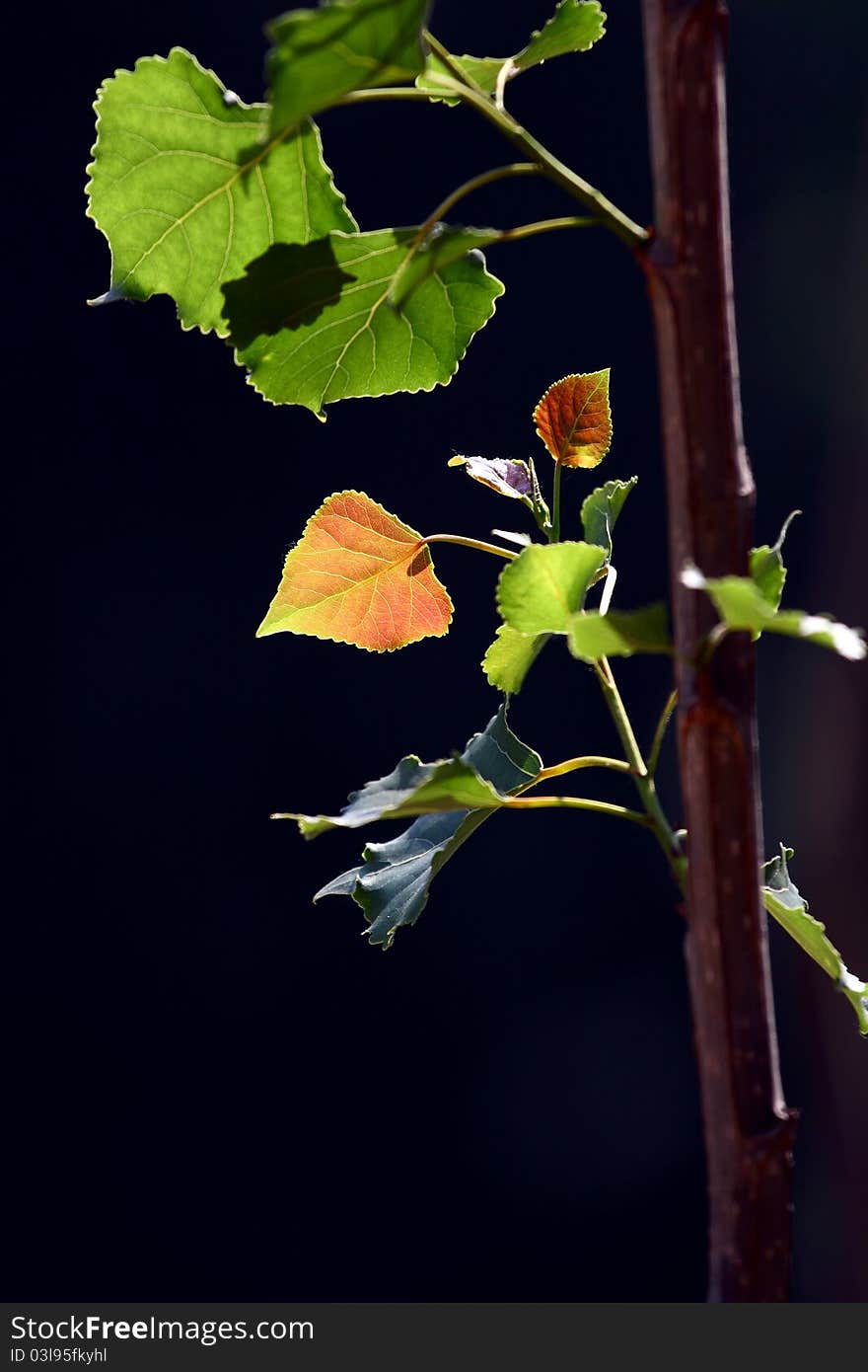 New leaf on a Poplar tree in spring. New leaf on a Poplar tree in spring.