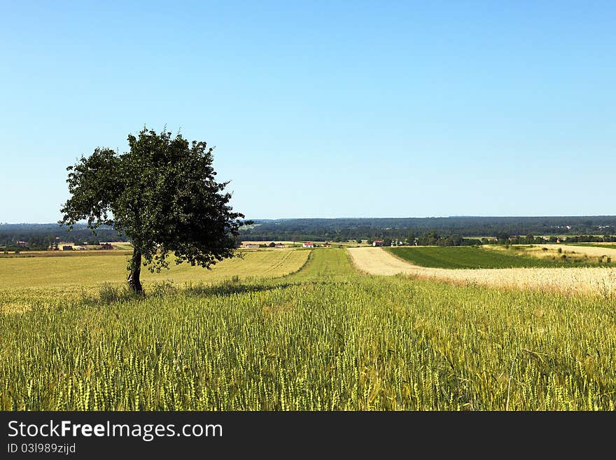 Field of wheat and perfect blue sky. Field of wheat and perfect blue sky