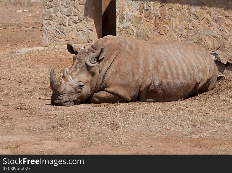 Rhino in Safari Park