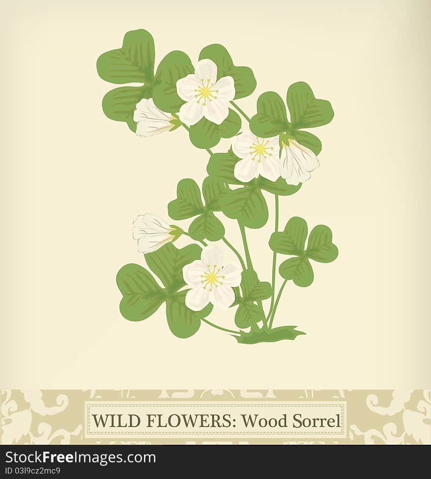 Wood Sorrel, Wild flower. Beautiful vintage colors