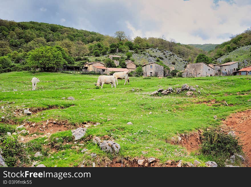 Pastureland with cows. Farmland in valley in Italy. Pastureland with cows. Farmland in valley in Italy