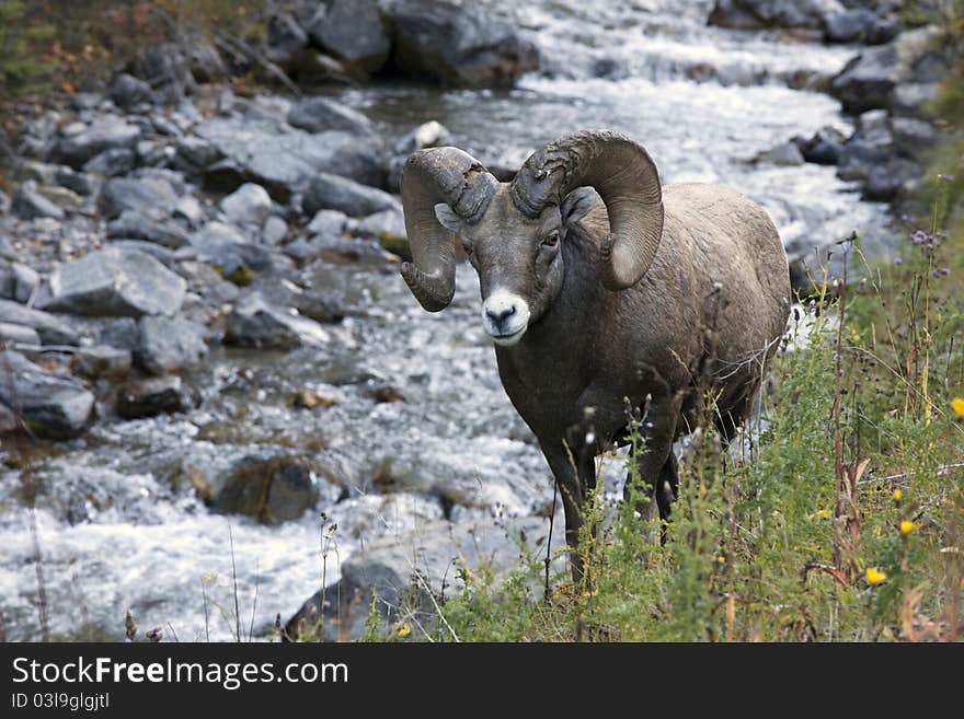 Mountain Goat by brook in Rockies