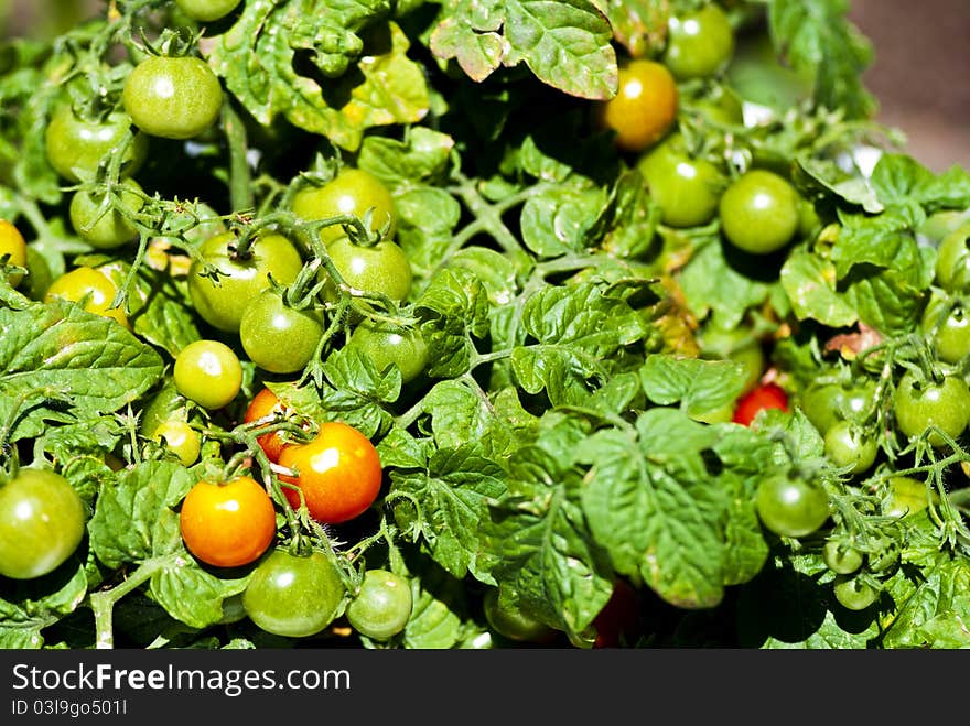 Photography of maturing cherry tomatoes