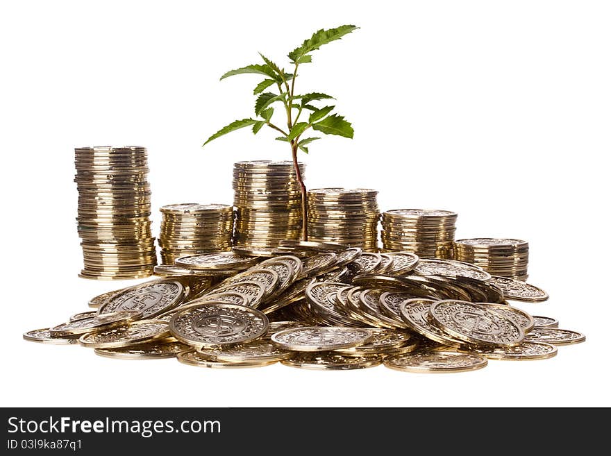 Green plant growing out of a pile of golden coins on a white background. Green plant growing out of a pile of golden coins on a white background.