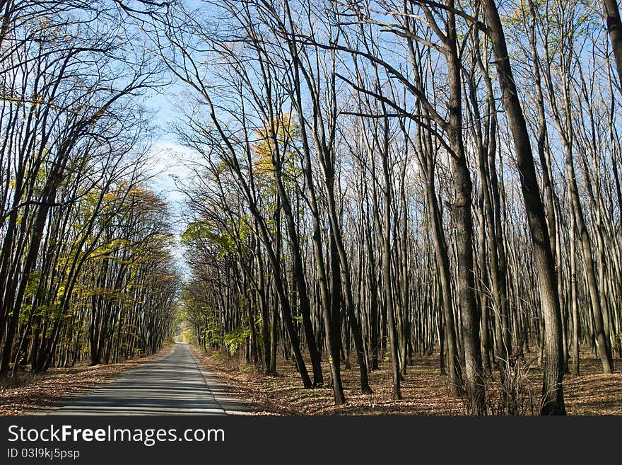 Path through the woods in autumn. Path through the woods in autumn