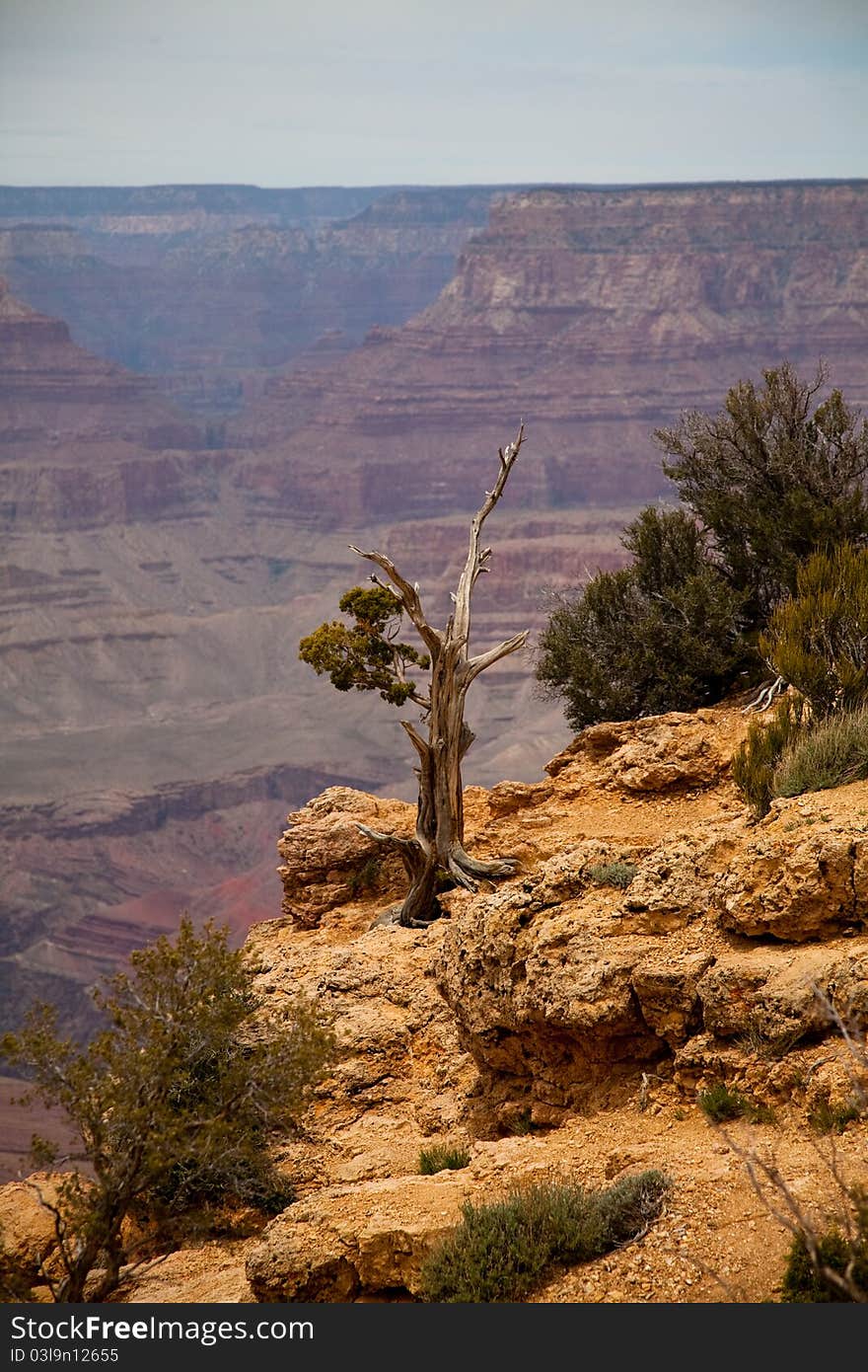 Dead tree with Grand Canyon in the background