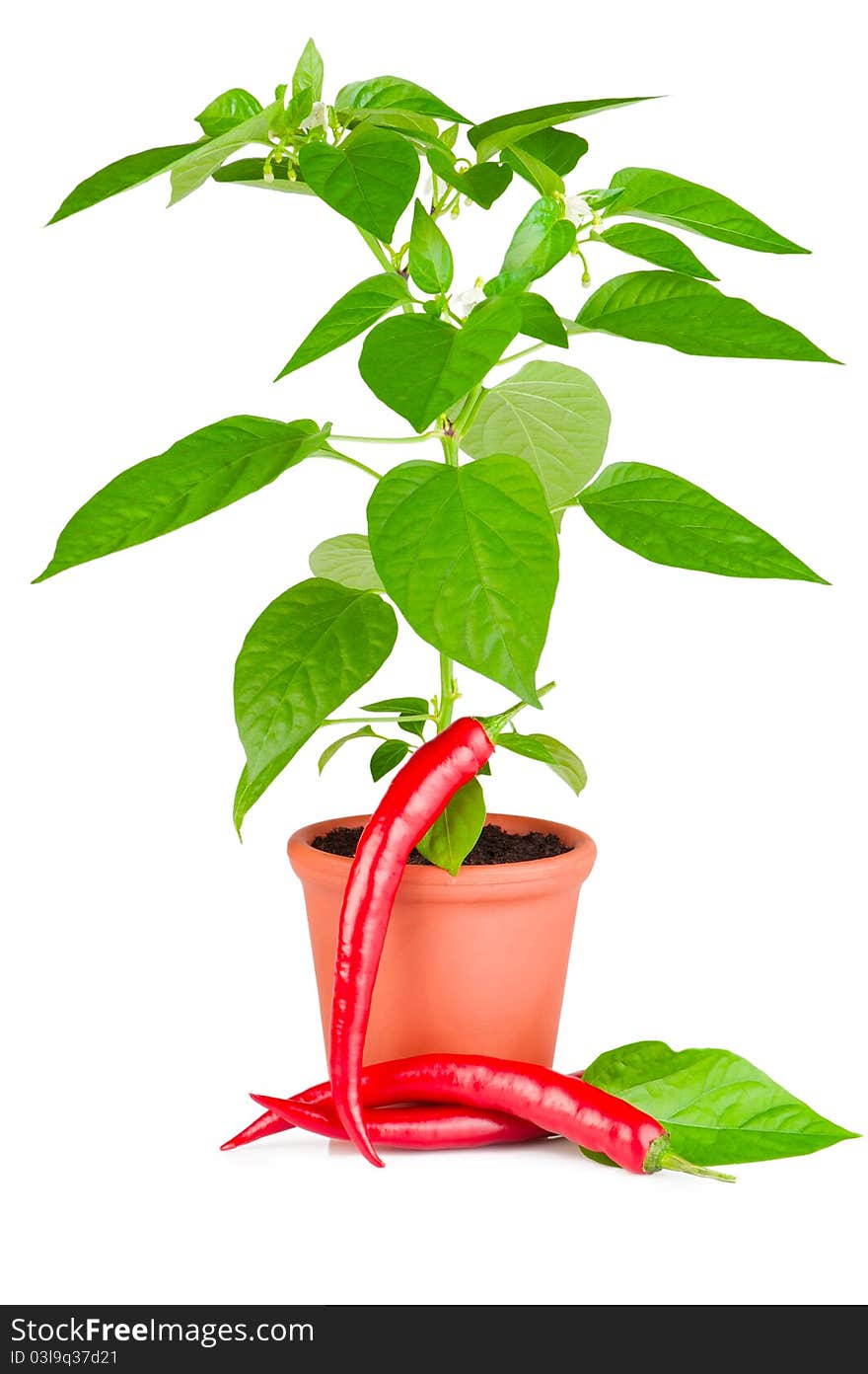 Chili pepper plant with white flowers growing in ceramic pot and chili fruits on white background