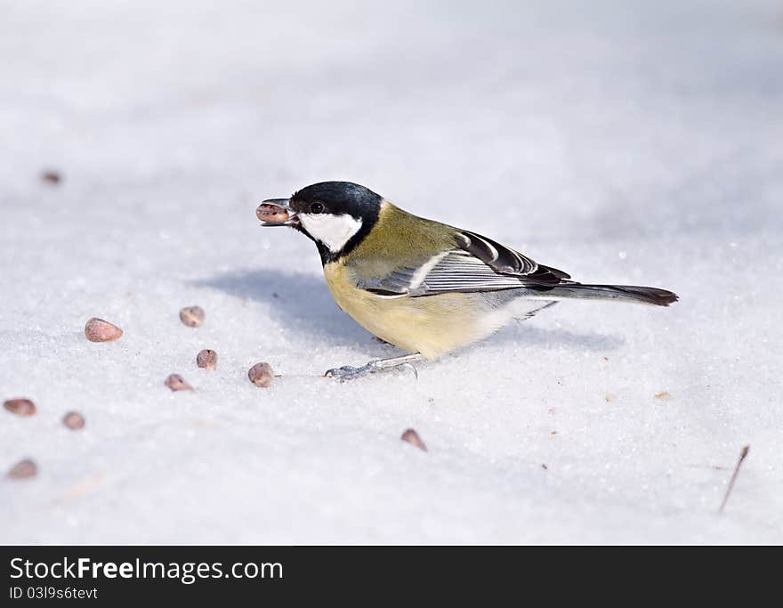 Tomtit With A Pine Nut