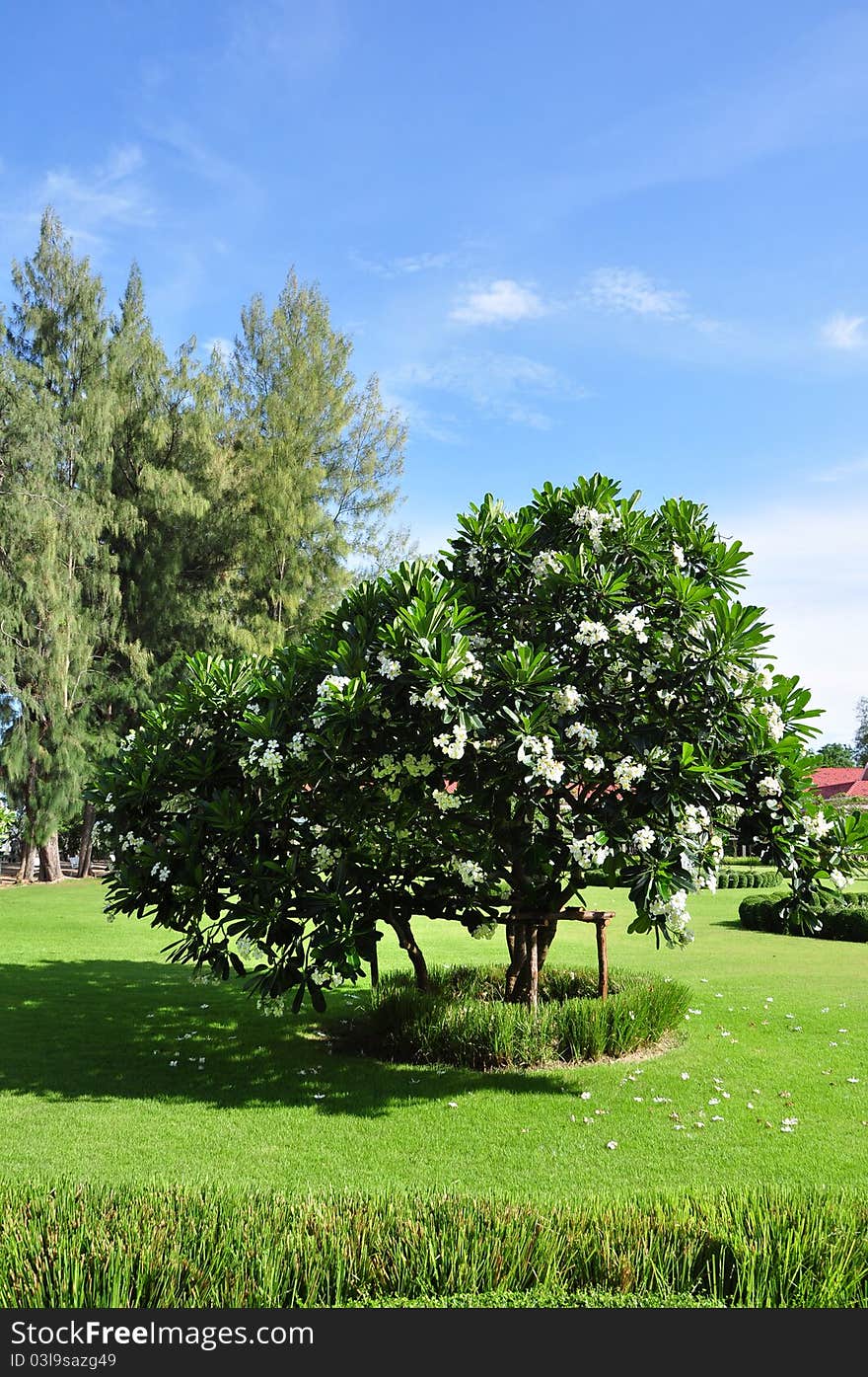 Plumeria Flower Tree and green grass