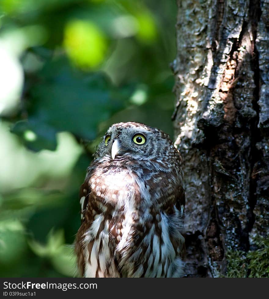 Tengmalm S Owl (Aegolius Funereus)