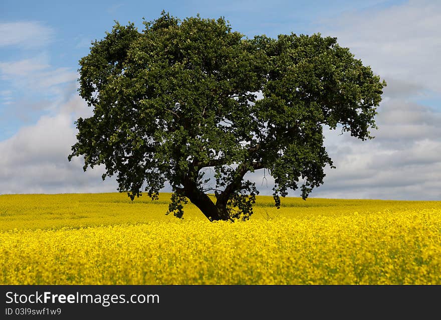 Big Oak Tree In Rape Seed Field