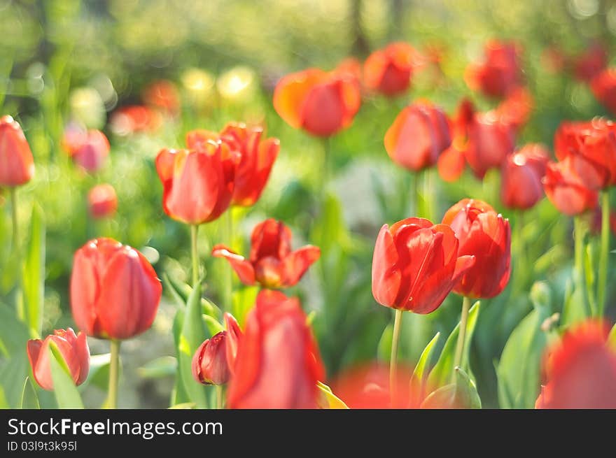 Red tulips in the garden. Red tulips in the garden