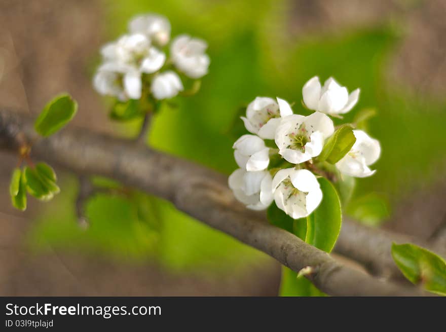 Pear blossom