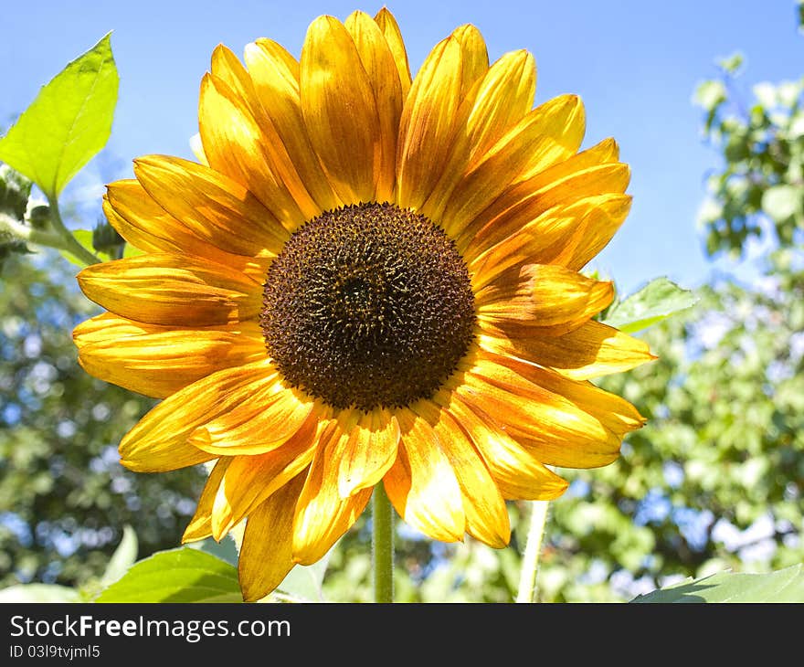 Close-up of one sunflower growing on background bokeh. Close-up of one sunflower growing on background bokeh