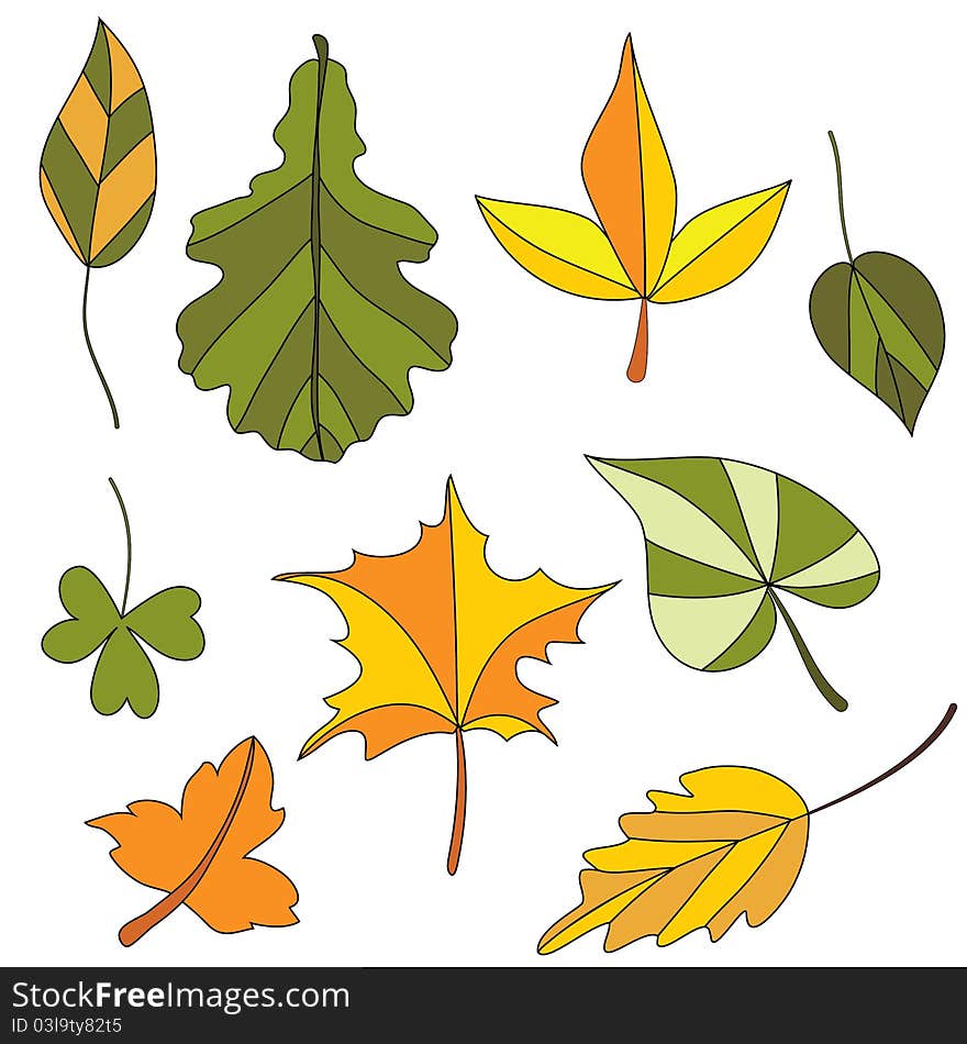 Set of autumn leaf. Isolated on the white background. Set of autumn leaf. Isolated on the white background