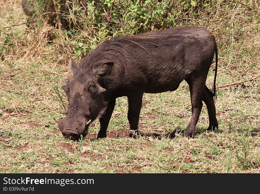 Wild pig in Lake Manyara. Wild pig in Lake Manyara