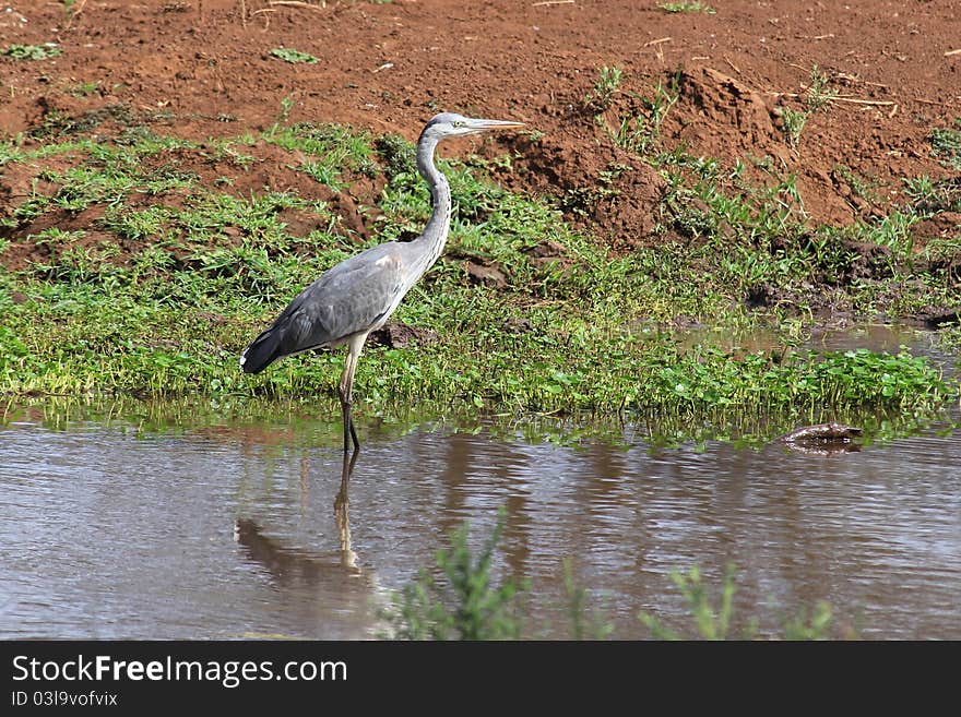 Gray heron in Lake Manyara