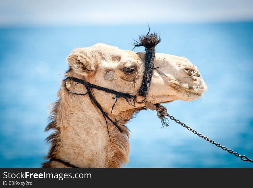 Egyptian Camel