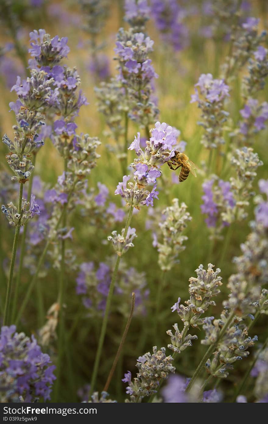 A Bee Perched on a Lavender. A Bee Perched on a Lavender