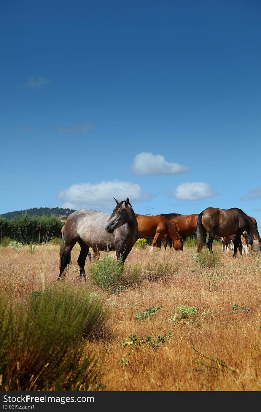 Group of horses grazing in the field. Group of horses grazing in the field