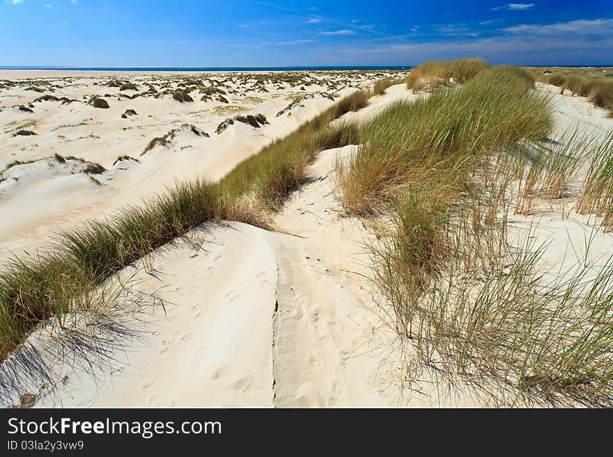 Sand dunes with helmet grass