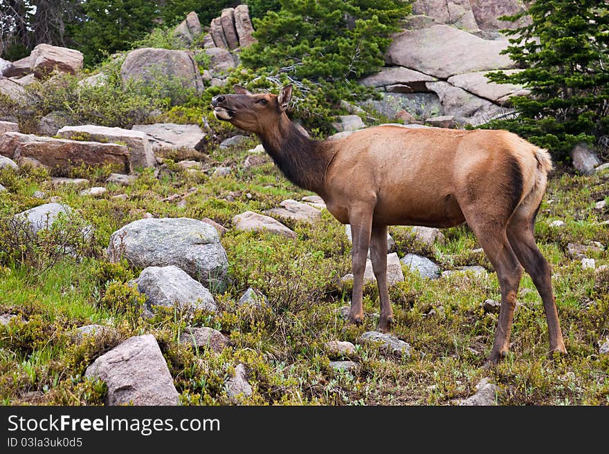 Wapiti cow grazing in Rocky Mountain National Park, Colorado. Wapiti cow grazing in Rocky Mountain National Park, Colorado.