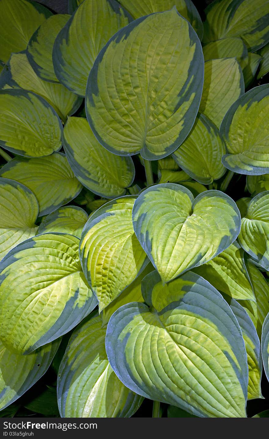 Green leaves as texture with black background