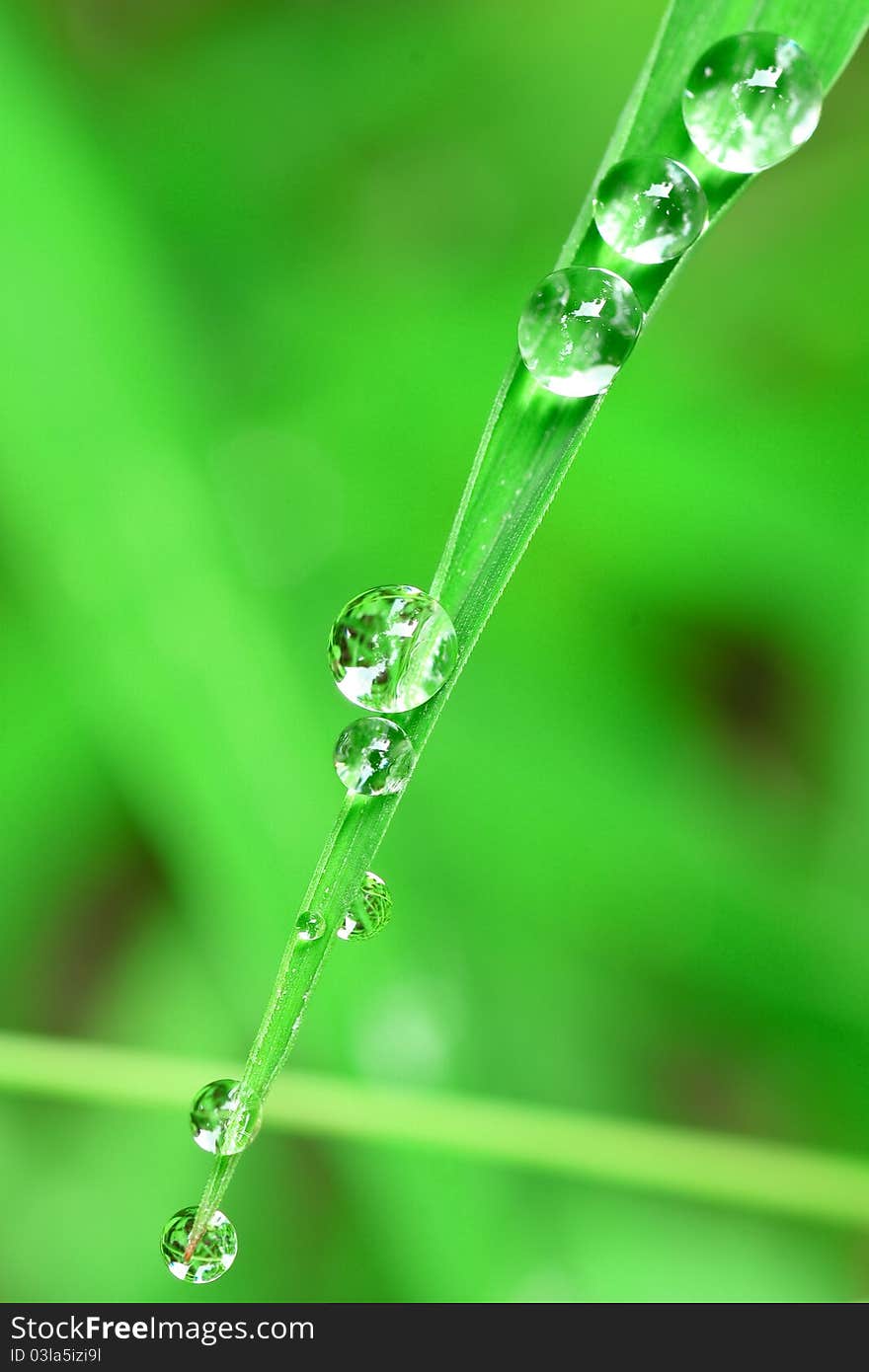 Green leaf with drops of water. Green leaf with drops of water