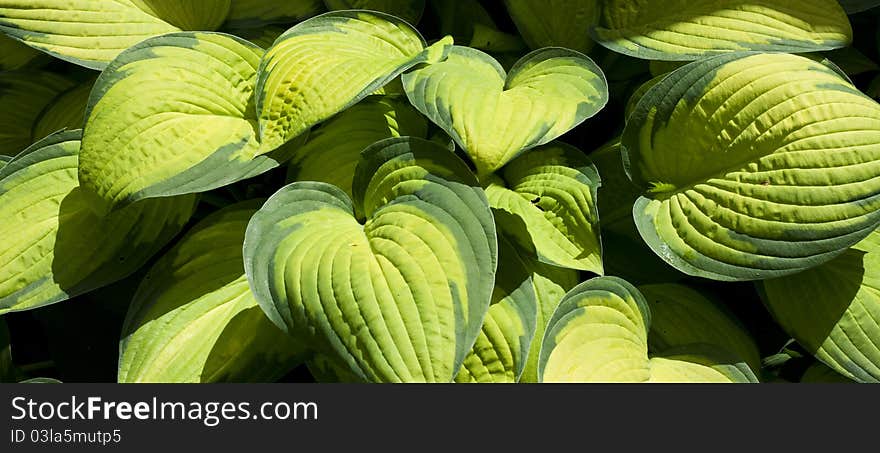 Green leaves as texture with black background