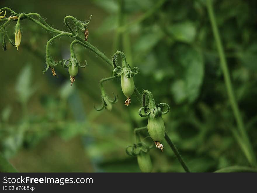 Budding Tomatoes