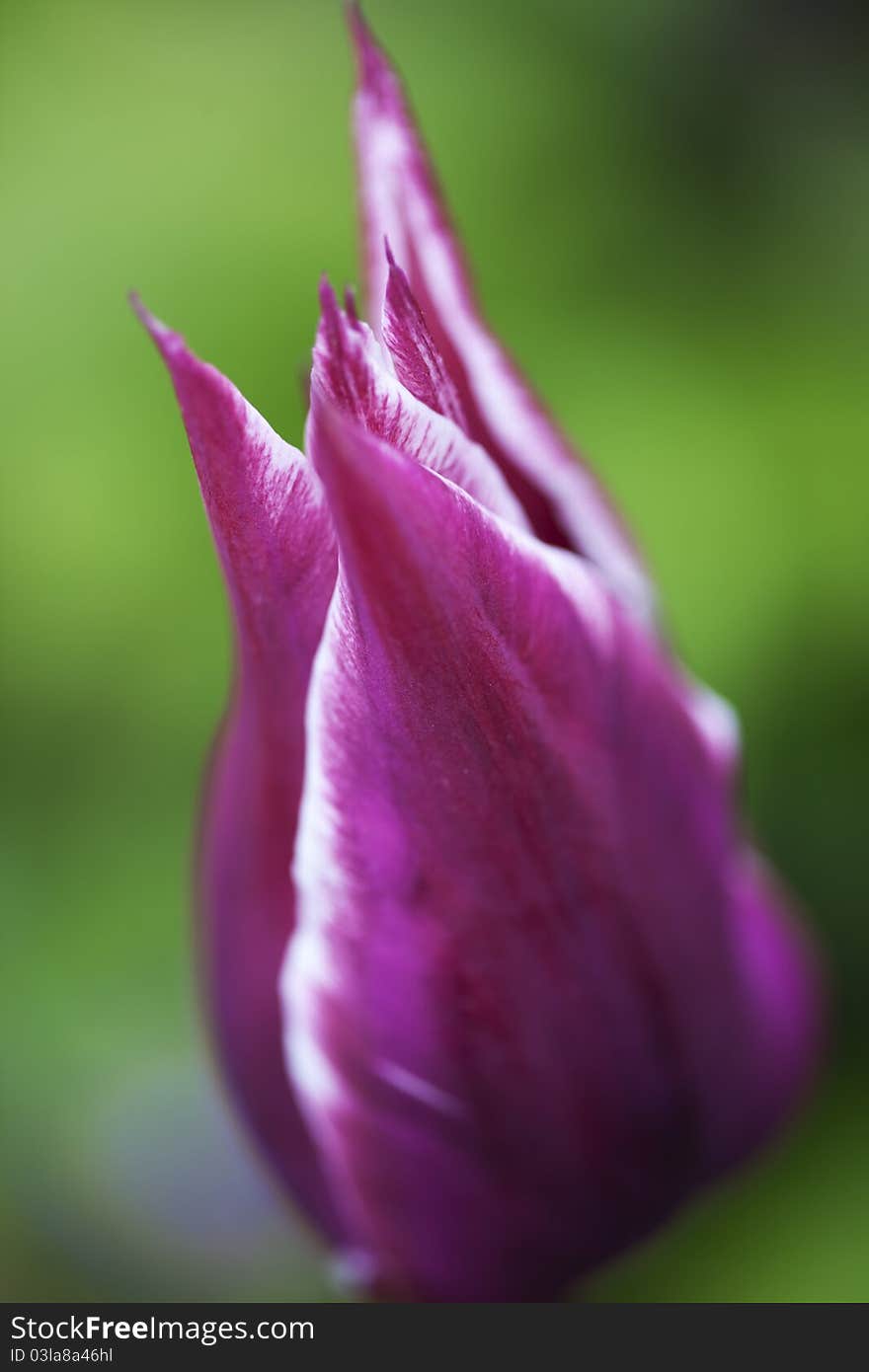 Closed Tulip with blur background