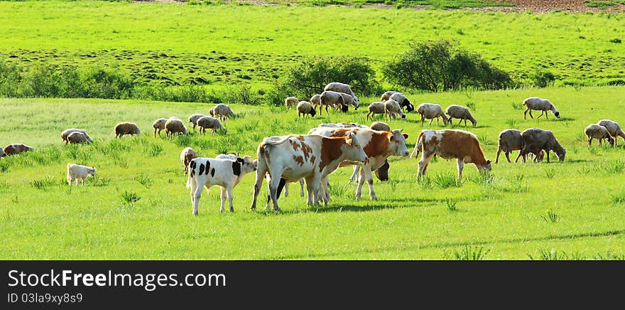 Cow in the grassland