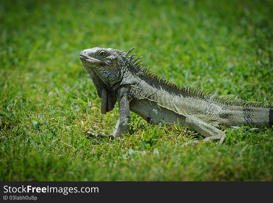 Iguana photographed on Aruba in May of 2011.