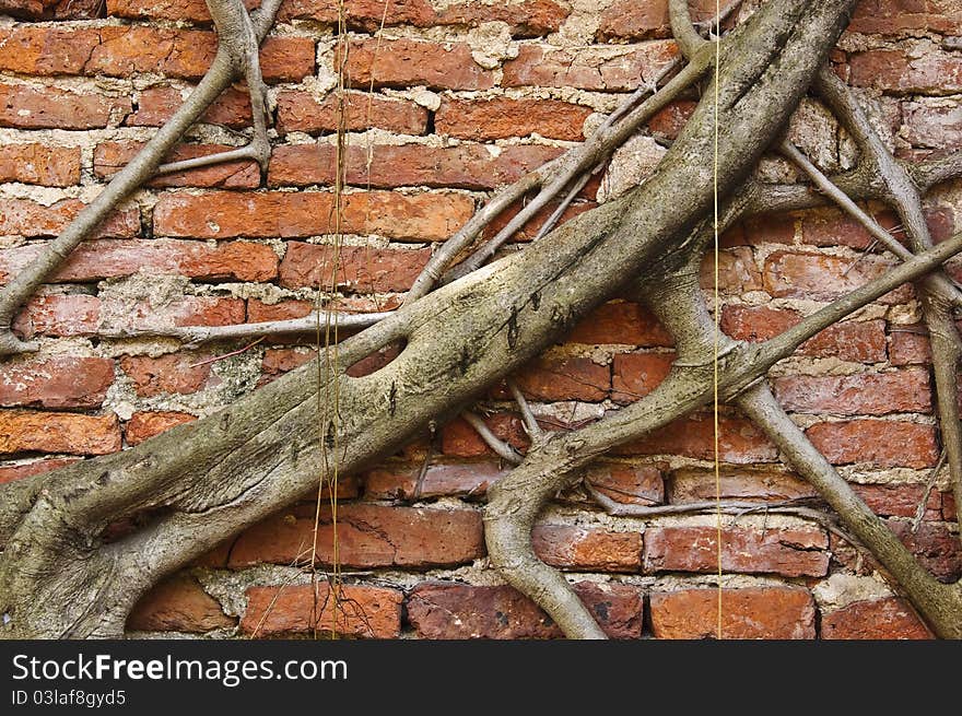 The root attach on old wall.