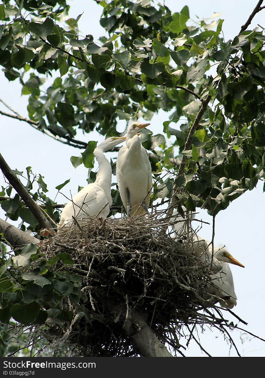 The family of white herons in the nest