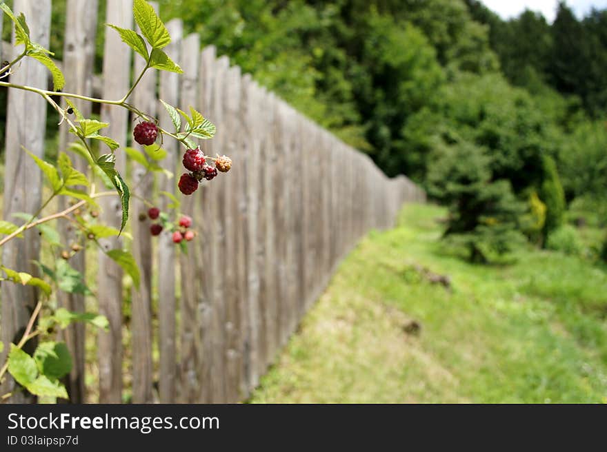 Raspberry near paling.