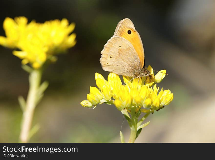 Yellow Butterfly