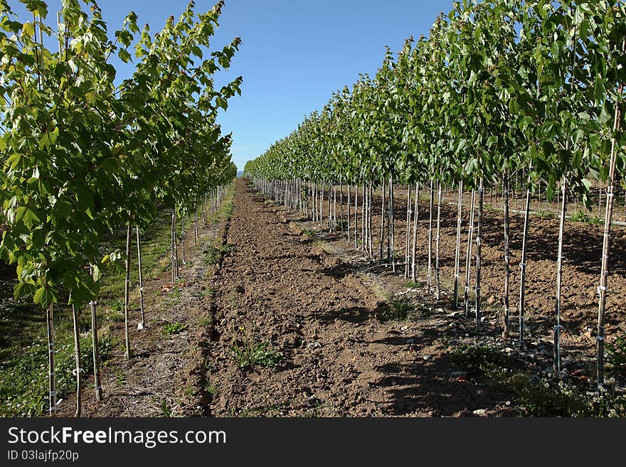 A farmland of young tree species. A farmland of young tree species.