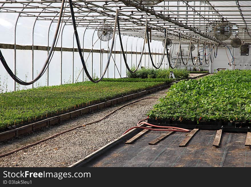 A temperature controlled greenhouse and seedling plants. A temperature controlled greenhouse and seedling plants.