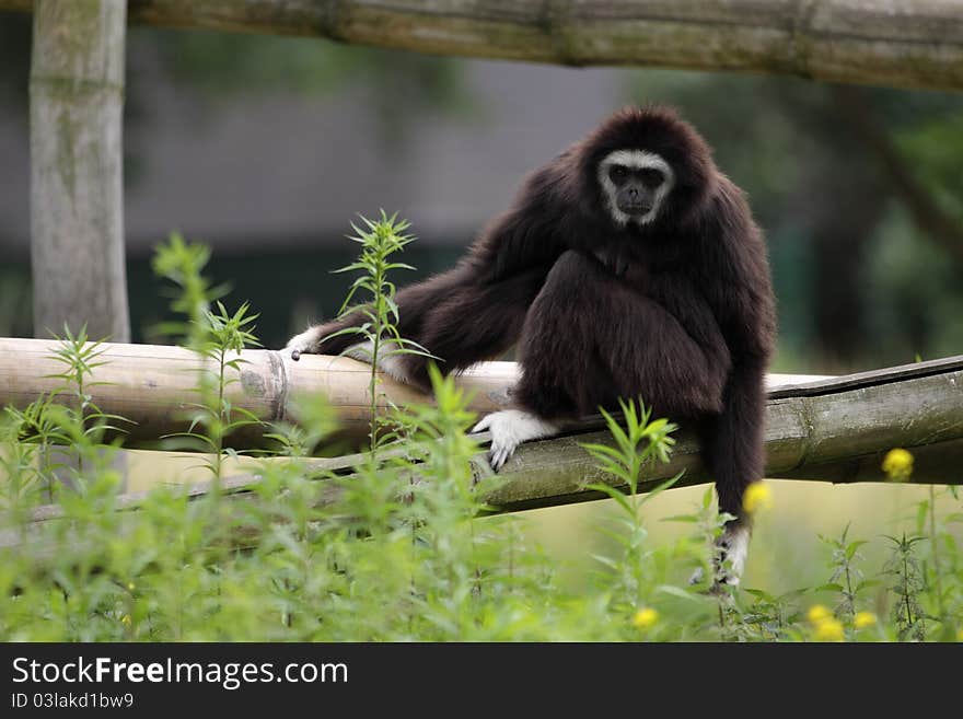 The white-handed gibbon sitting on the wooden construction.