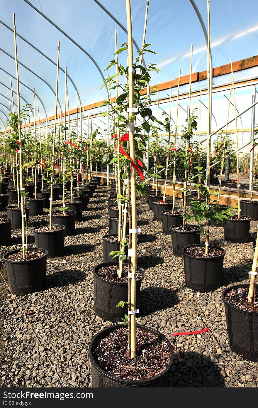 Seedling plants in pots inside a temperature controlled greenhouse. Seedling plants in pots inside a temperature controlled greenhouse.