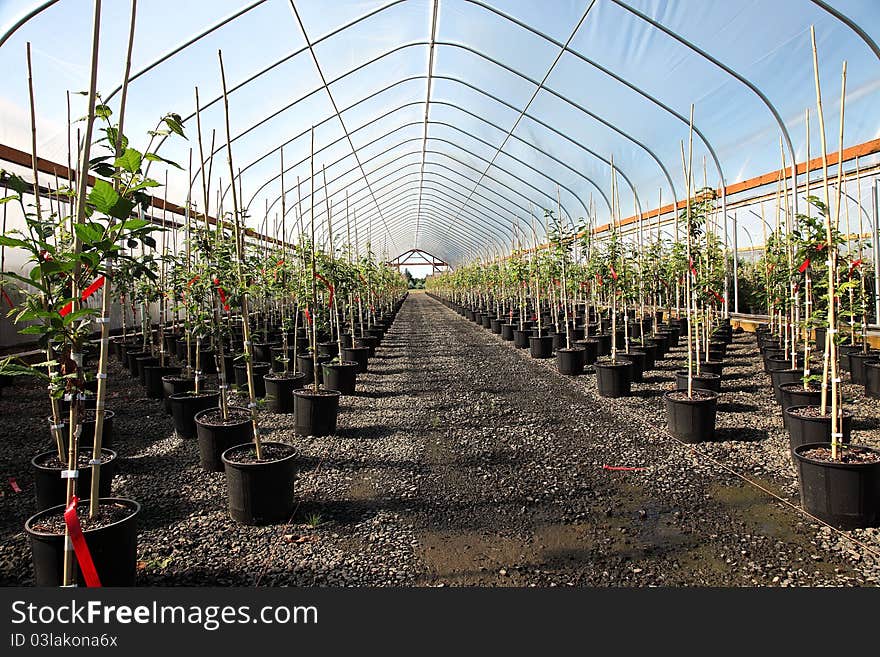 Seedling plants in pots inside a temperature controlled greenhouse. Seedling plants in pots inside a temperature controlled greenhouse.