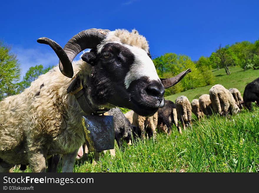 Ram on a summer pasture