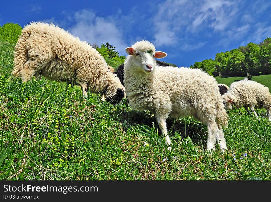 Sheep in a rural landscape.