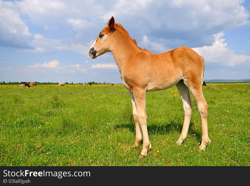 Foal on a summer pasture