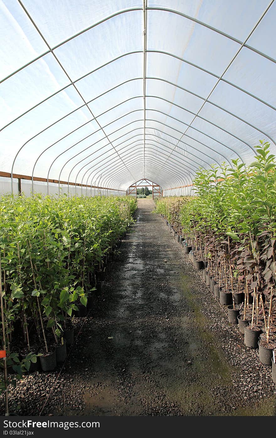 Seedling plants in pots inside a temperature controlled greenhouse. Seedling plants in pots inside a temperature controlled greenhouse.