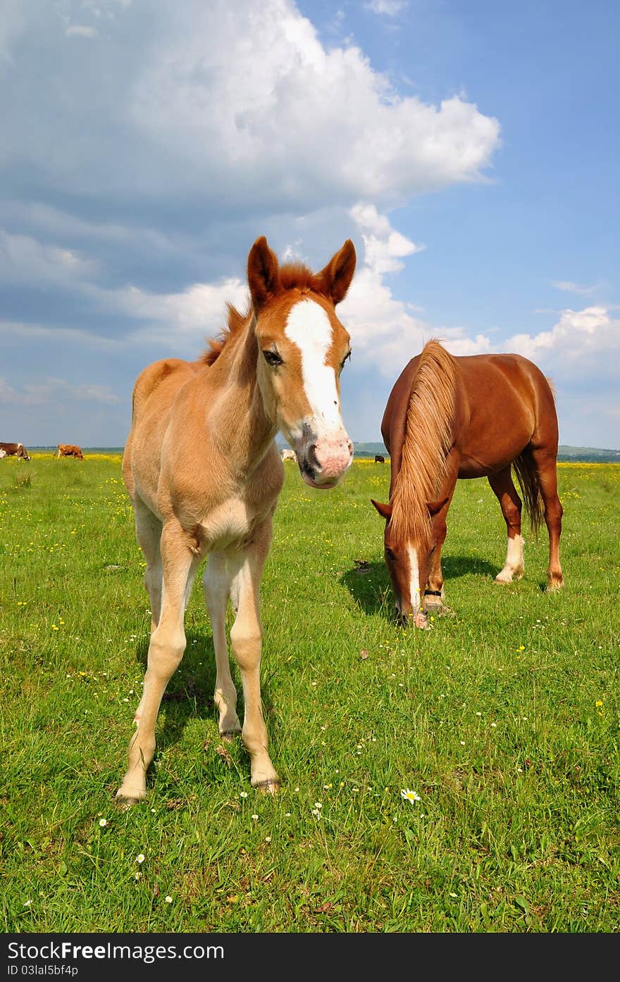 A foal with a mare on a summer pasture in a rural landscape.