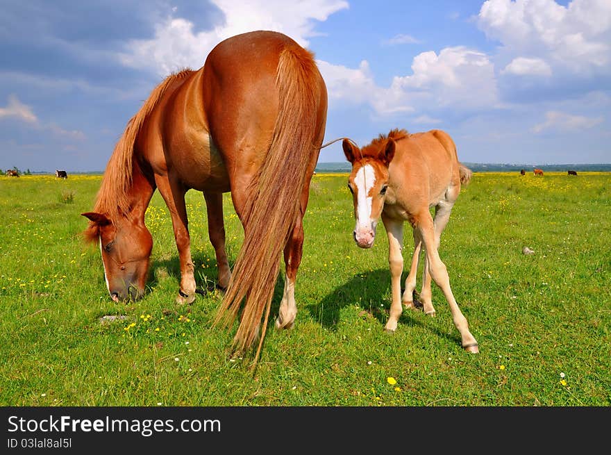 Foal with a mare on a summer pasture