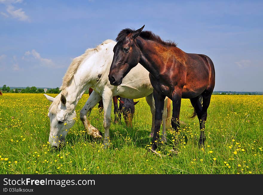 Horses on a summer pasture in a rural landscape.